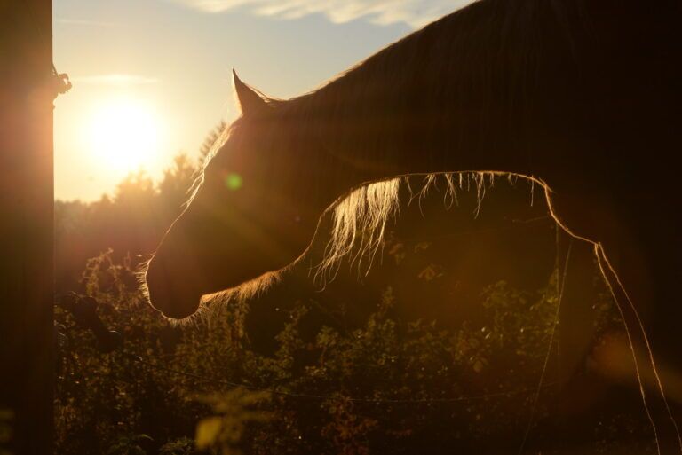 [Aggregator] Downloaded image for imported item #35615