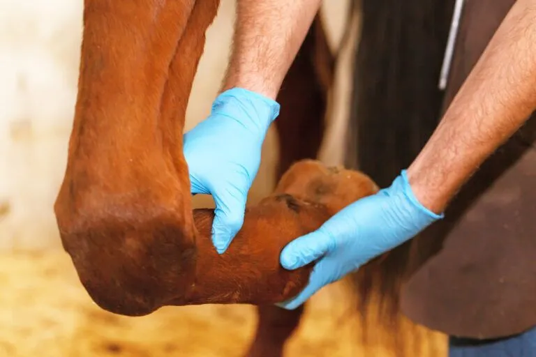 Veterinarian checks horse tendon