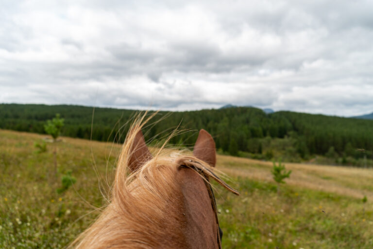 The view from the first person on the horse in a complete FULL blur