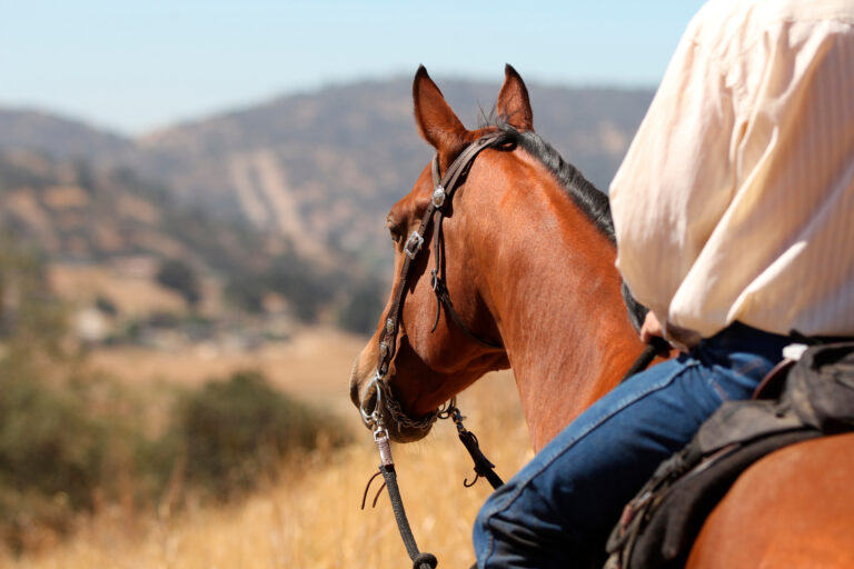 A profile view of a cowboy and his horse