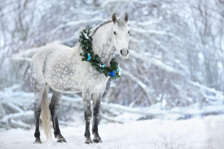 White horse in christmas decor