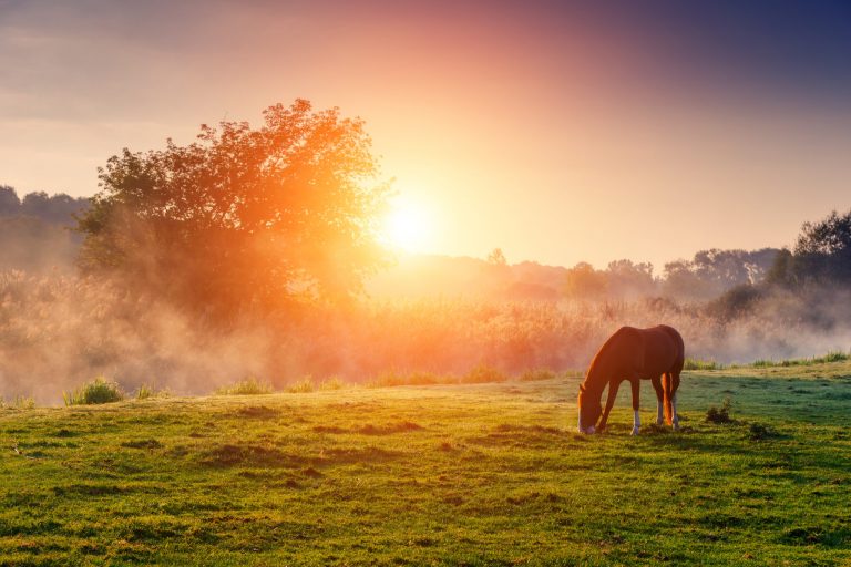 horses grazing on pasture