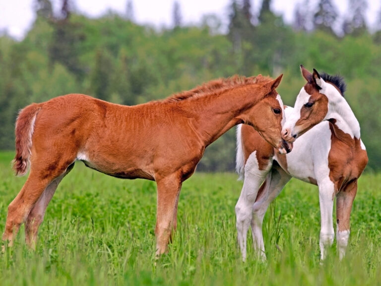 Two cute Foals, chestnut and Pinto at spring pasture, greeting each other