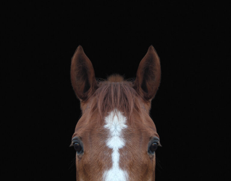 close-up of top of horses head against black background