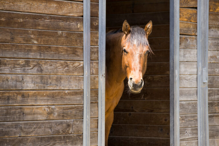 Portrait of horse in barn door