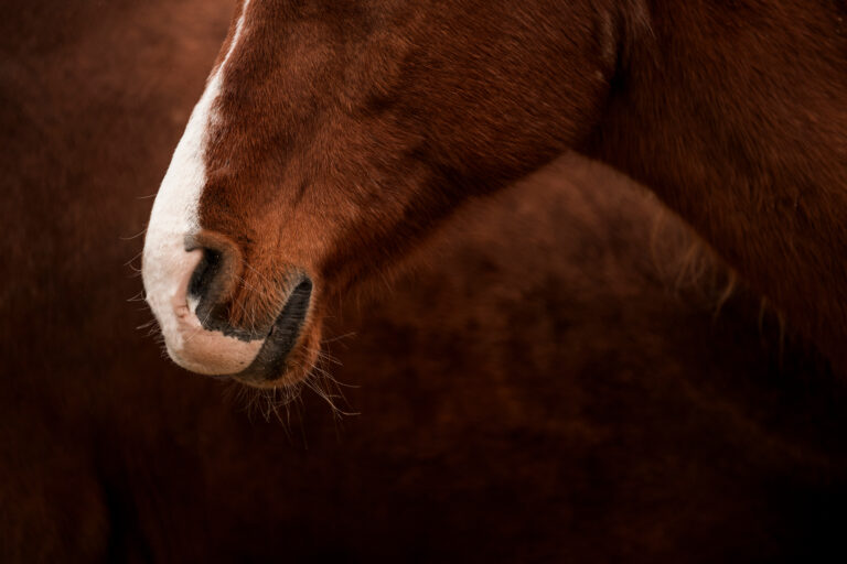 horse nose snout pretty detail close equine pretty soft