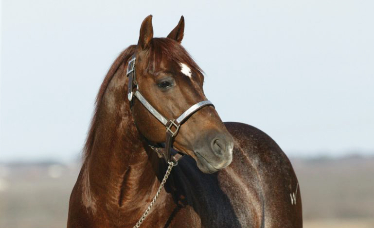 HighBrowCat_John Brasseaux_sm