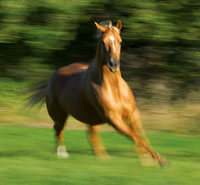 15 Pointers for a Healthier Horse promo image