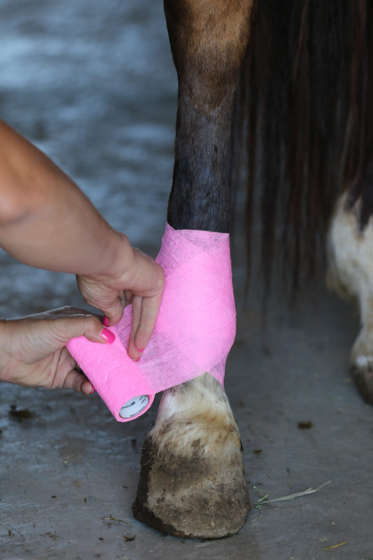 Wrapping horse's leg with vet wrap.