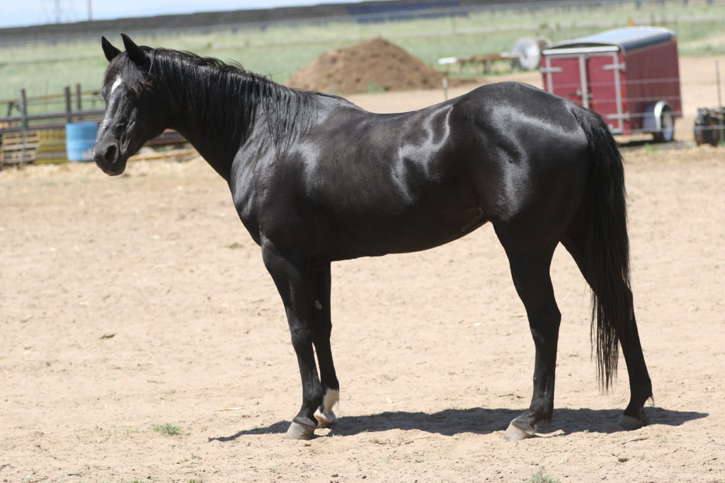 Black senior horse