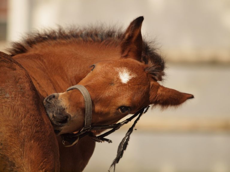 7 Top Tricks for Becoming a Fly Control Expert promo image