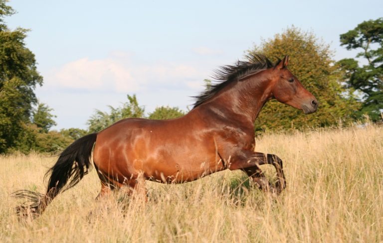 Bay horse running in a field.