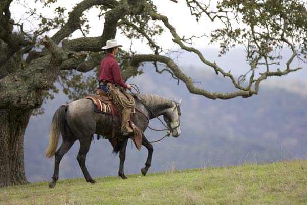 Anyone Up for a FREE Horsey Vacay? promo image