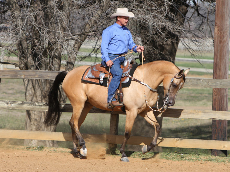Arabian Western Pleasure: What Judges Look For promo image