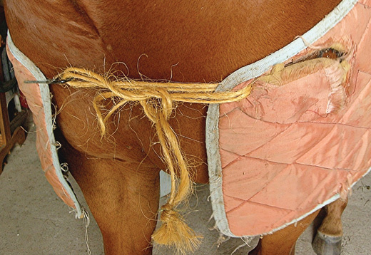 Horse Blanket-Repair Tips