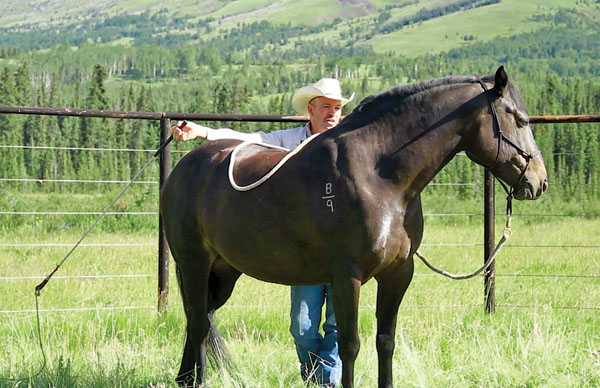 Braver Horse, Braver You promo image