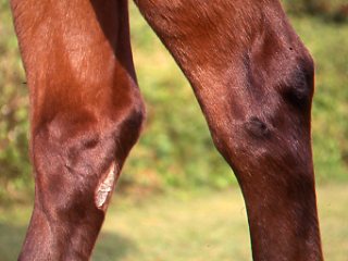 Capped Hock -- How to Treat Capped Hocks in Horses promo image