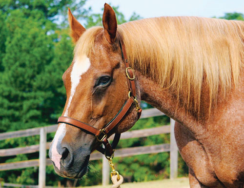 Choose the Right Halter for Your Horse promo image
