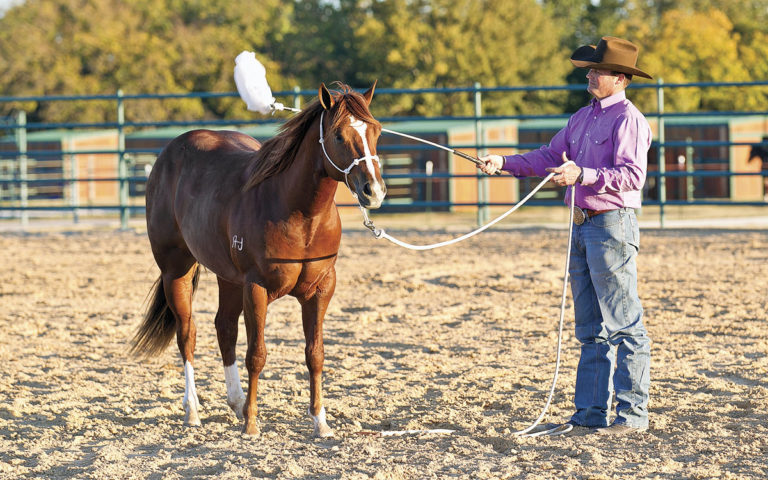 Colt Starting: Desensitize With Plastic Bags promo image