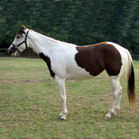 Conformation Clinic: 2- and 3-Year-Old Mares promo image