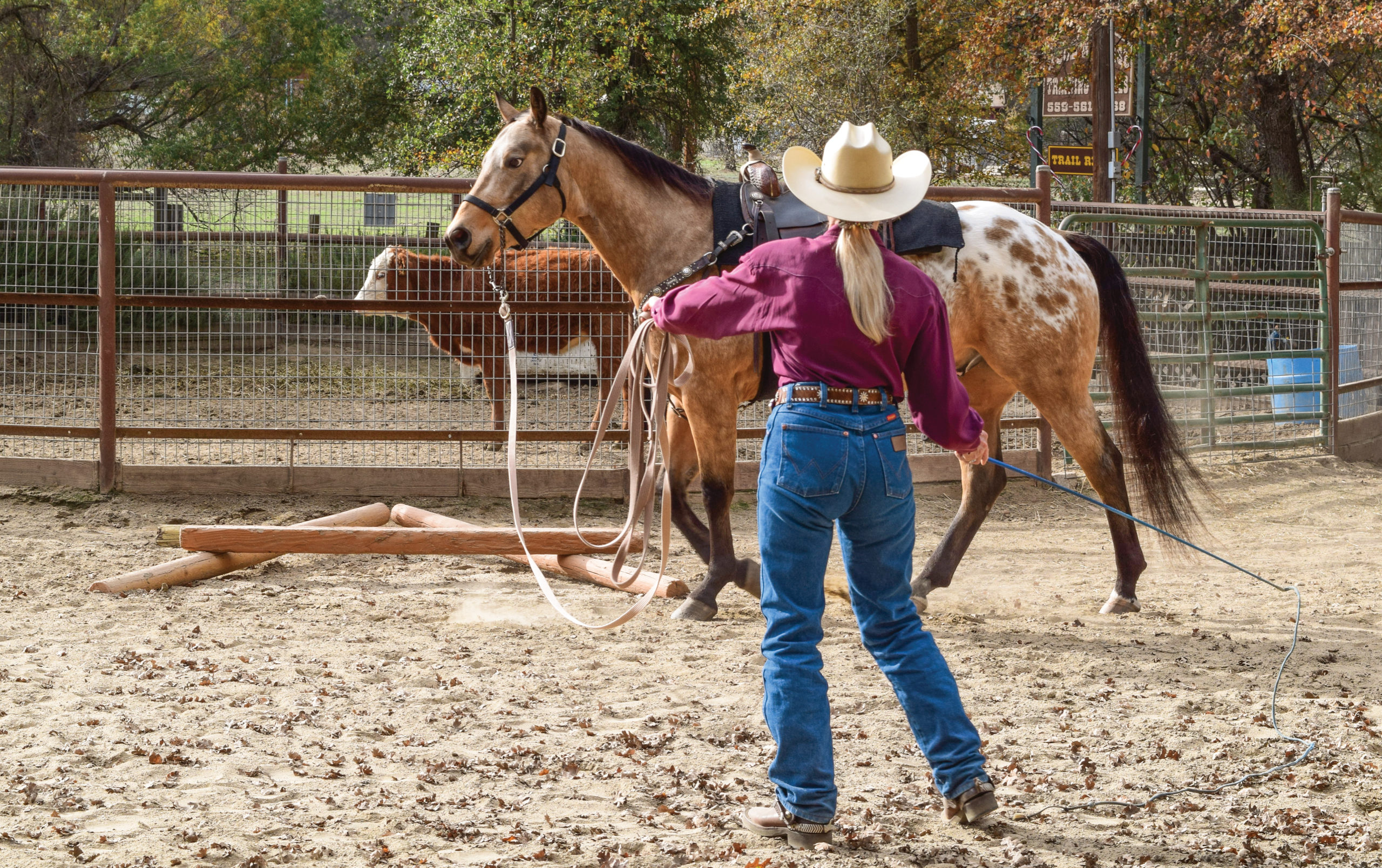 Cattle Training to Desensitize Any Horse to Cows