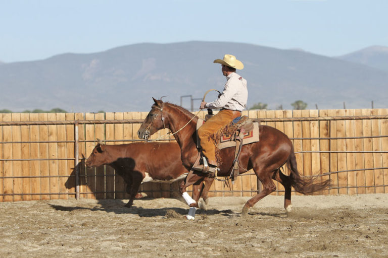 Cow Horse Boxing Class promo image