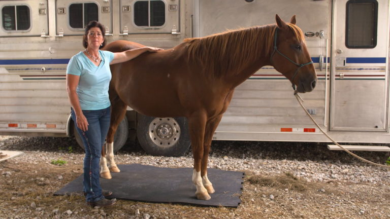 CSI SADDLE PADS_CAUSES OF MUSCLE ATROPHY_TIPS