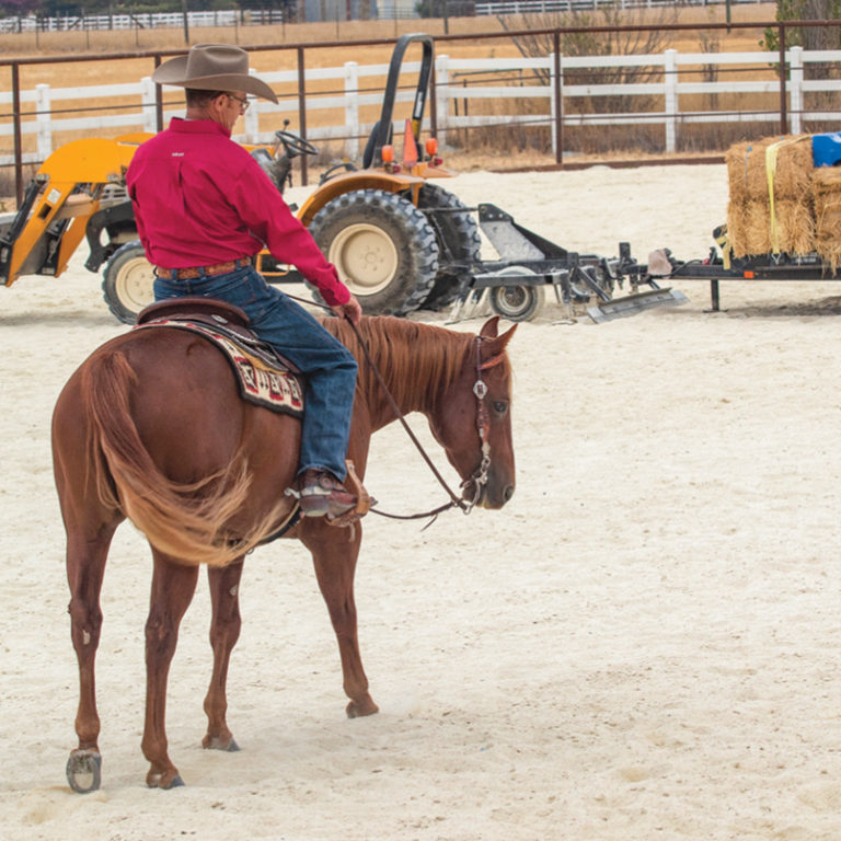 distracted_horse_warwickschiller_05