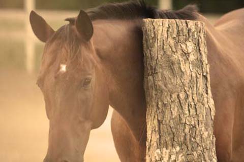 Dreams of the Deranged, Take II promo image