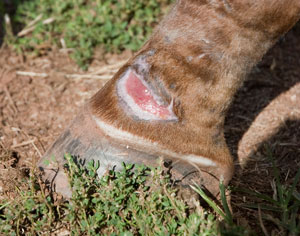 _DSC2890_leg_Wound_300x236