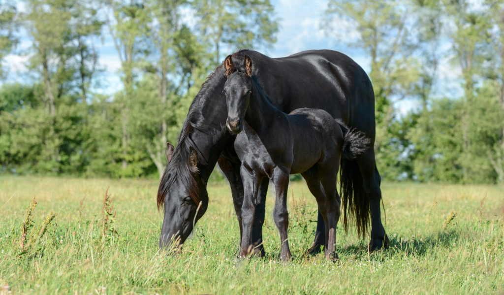 deworming foal