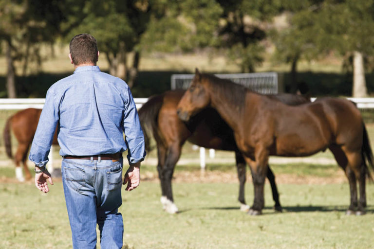 Equine-Facilitated Psychotherapy promo image