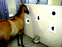 © Equine Research Foundation