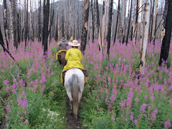 Explore the Bob Marshall Wilderness promo image