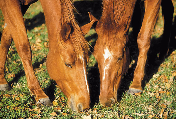 Fall Horse Feeding promo image