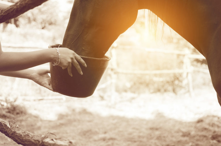 feeding-horse-weight
