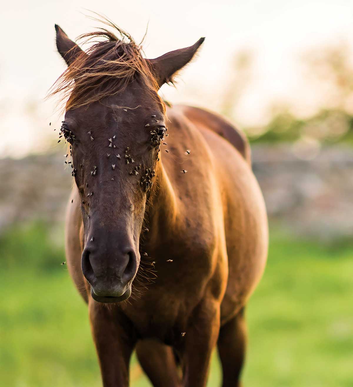 Natural Fit Breakaway Full Face Fly Mask With Ears & Nose Cover