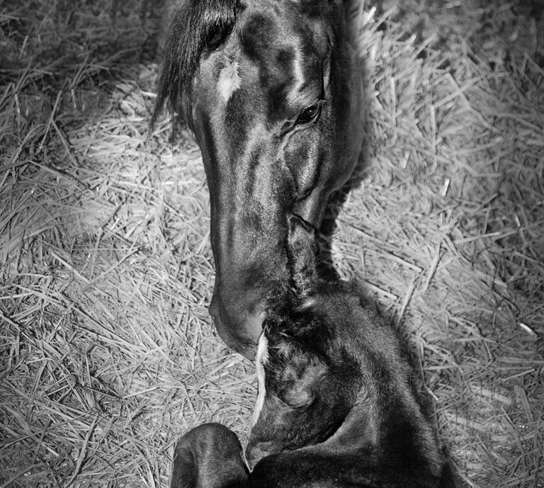 foal-milestones-hr180400-01