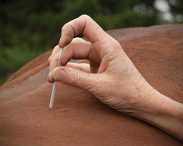 Gallop Poll: Alternative Equine Health Therapies? promo image