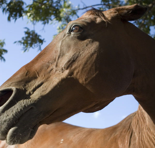 Gallop Poll: Bought a Horse ‘Wrong’ For You? promo image