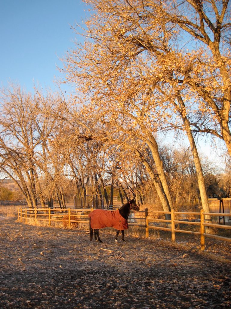 Gallop Poll: Colic Surgery? promo image