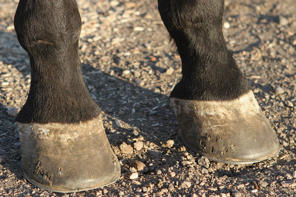 Gallop Poll: Dealt With Navicular? promo image
