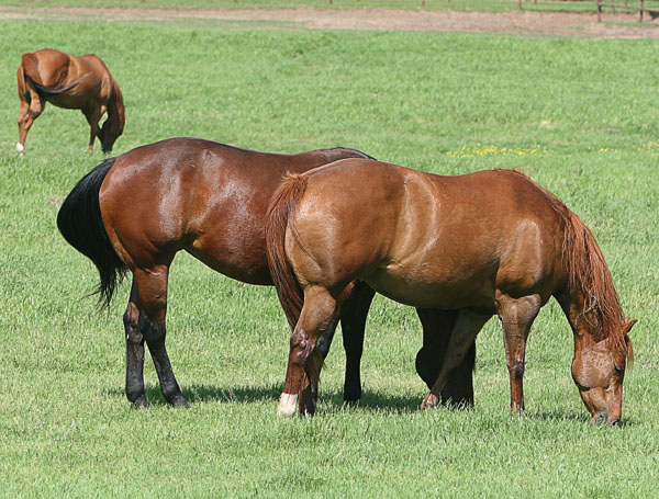 Gallop Poll: 'Easy-Keeper' Blues? promo image