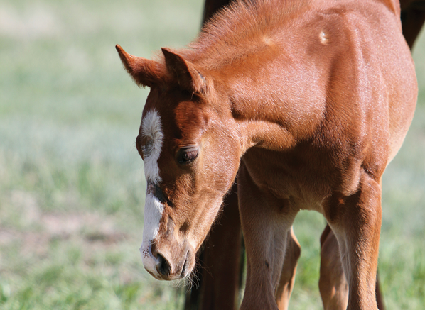 Gallop Poll: Had a Mare Give Birth? promo image
