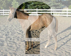 Gallop Poll: Register Clones? promo image