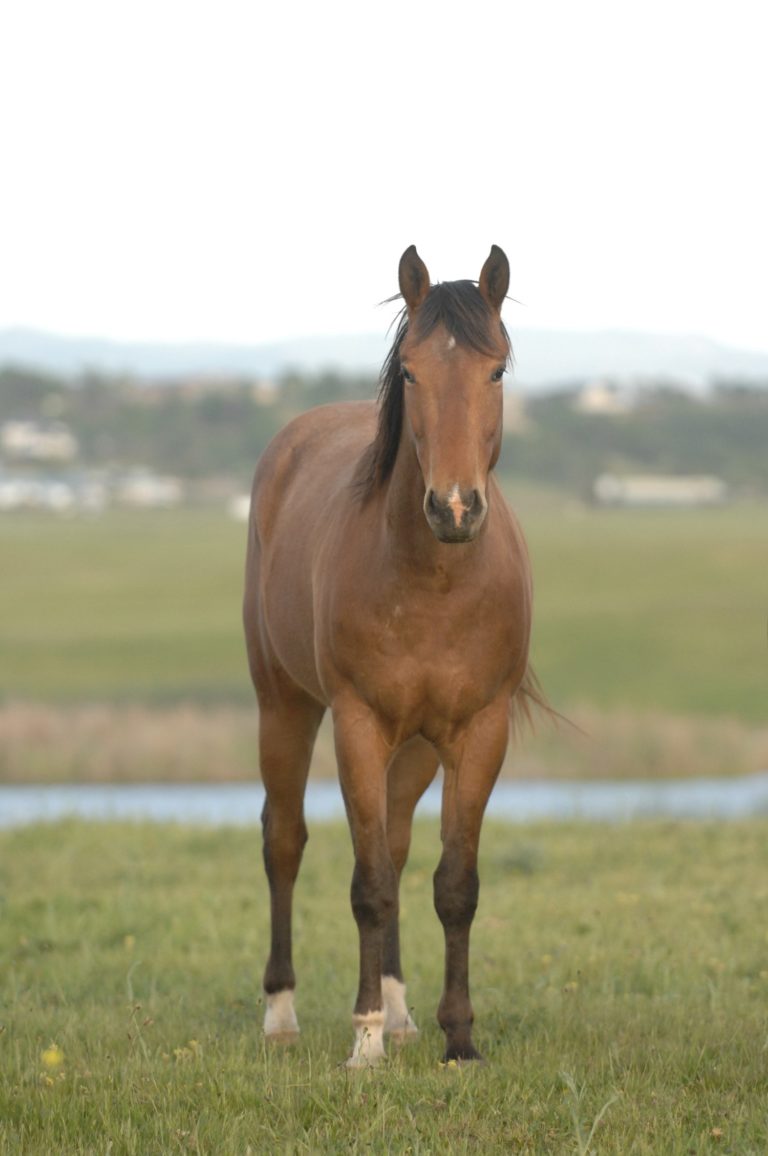 Gallop Poll: Tried Clicker Training? promo image