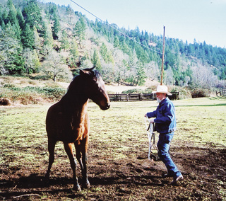 Halter a Hard-to-Catch Horse promo image