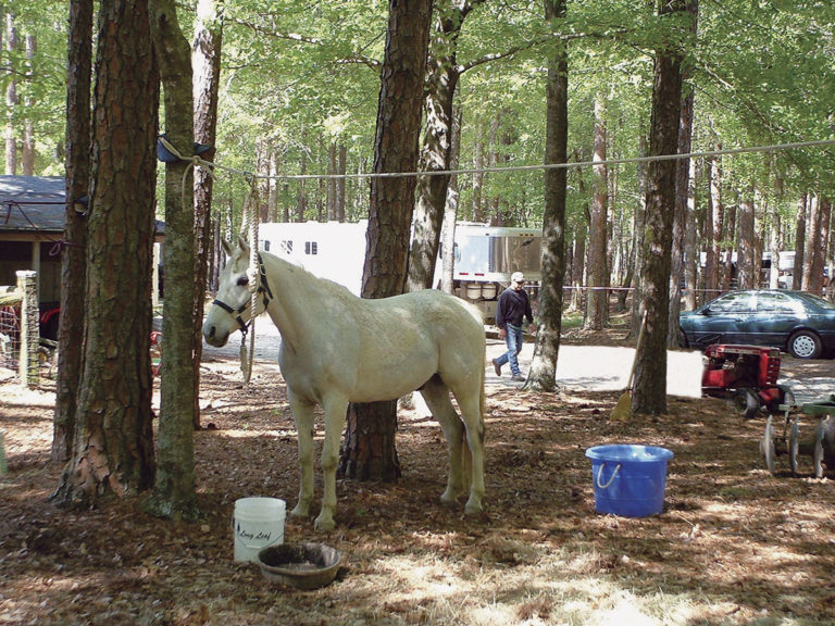 Have You Tried: Overnight Horse Camping promo image