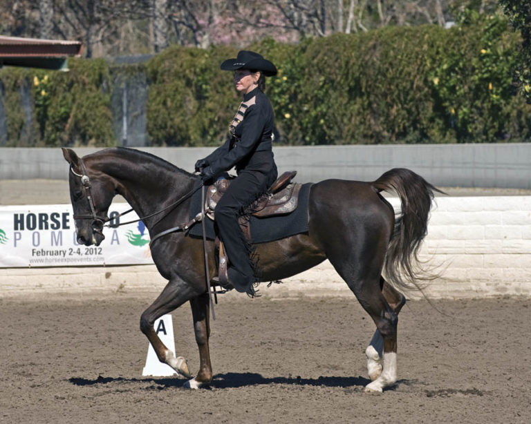 Have You Tried: Western Dressage promo image