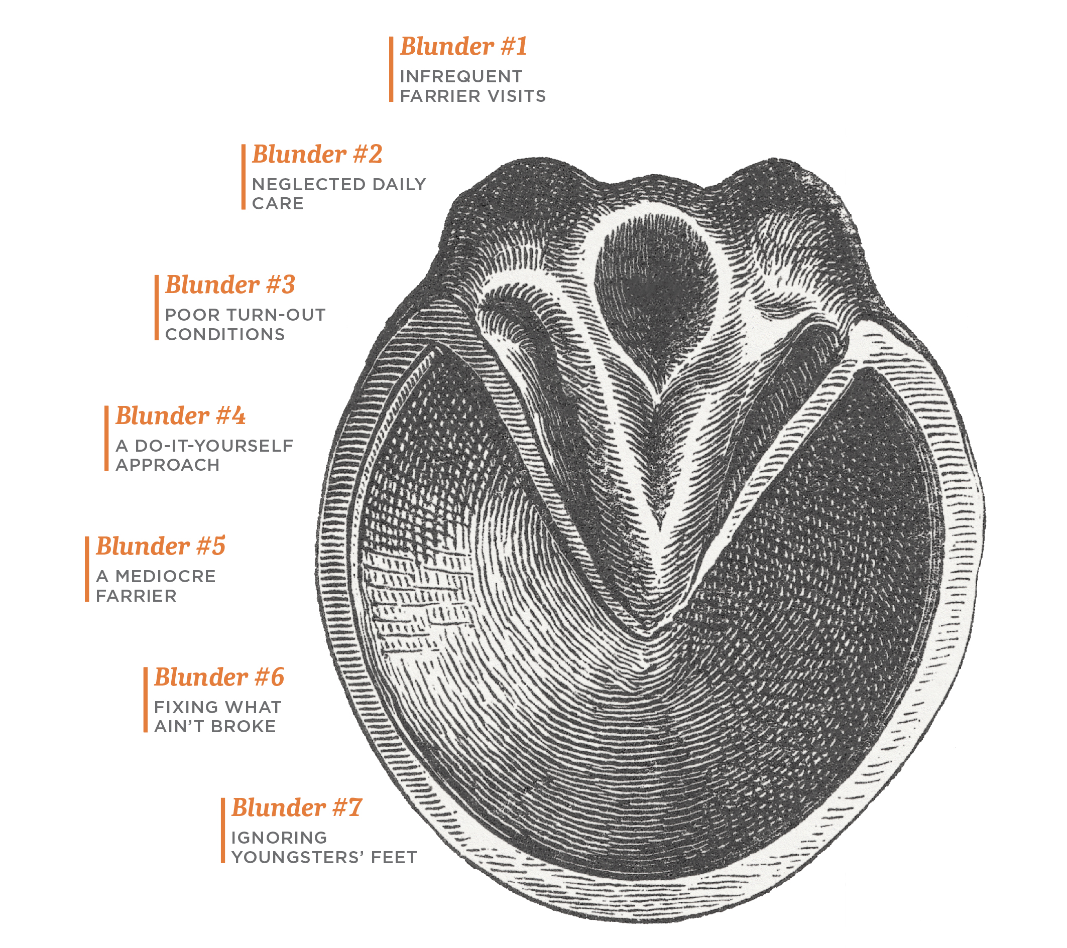 horse hoof drawing